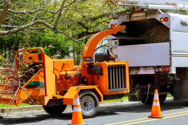 Professional Tree Service in Copperton, UT